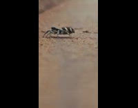 Close up jumping spider blow a bubble
