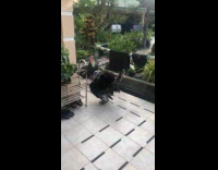 Turkeys respond loudly to man gobble sound