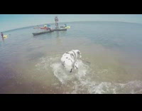 Dalmatian dog grabs fish from lake ocean