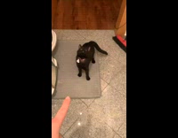 Cat Leans Backs and Looks Back as Lady Talks