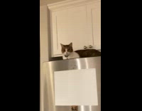 Woman comes home to running faucet because of cat 