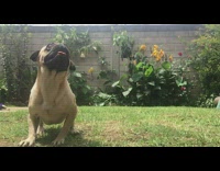 Pug jumps in slow motion 