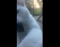 Cat with dead mouse in its mouth