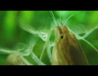 Vampire shrimp filters particles from the water inside aquarium Part 2