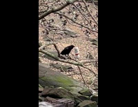 Crow carries white claw drink on river