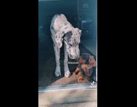 Collab Pets For All - Brown dachshund dog hesitates to go outside 