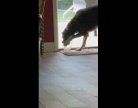 Big gray dog licks food out of plastic container and pushes it around floor