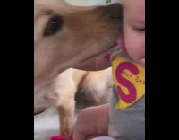 tan dog licks baby in red onesie 