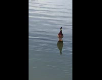 Collab BitchMP - Jesus duck stands on water