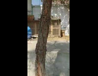 Skinny tree trunk has funny face 