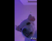 Small white puppy shakes butt dances yawns 