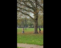 Woman black dress dried leaves bunch tree
