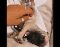 Pug puppy plays black white rope toy 