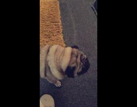 Owner feeds grey pug dog a snack from their index finger