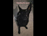 Black dog sit while snow falls down