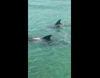 Pod of dolphins swim  with tour boat