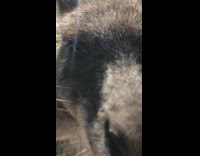 Small Kangaroo bends slight and scratches its pouch