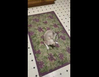 Grey cat chase own tail grape rug