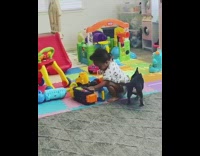 Black dog bites white onesie diaper baby 