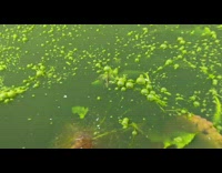Person pop algae bubbles formed on well