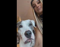 Pet dog barks and peaks quietly when the owner asked