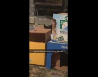 Cat throws up on rug hides 