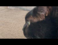 Filmer zooms on side eye of cat