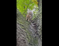 Wild squirrel on the tree stares and screeches at the filmer