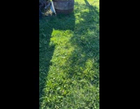 Pet dog inside the barrel with small water in it