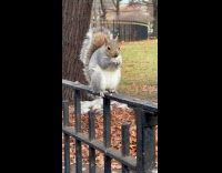 Squirrel stands on fence  busy eating bread part 2