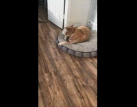 Dog in bed wont make eye contact wiping fur off couch