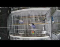 Blue bird escapes from cage