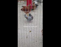 Collab Clips mpugc - Pigeon in chicken rooster coop