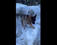 German Shepherd dog growl dig frozen snow