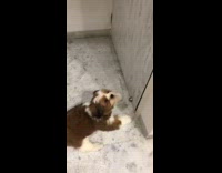 Brown white dog bites pulls pink string