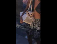Small dog in purse at club 