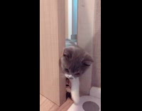 Three Kittens Peak Before Entering Room 