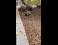Female tortoise slowly crawl on the ground