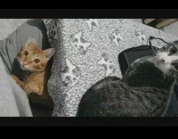 Two pet cat called to eat but tricked by owner