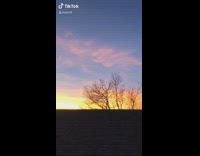 Sunset over neighborhood brown cat eats plant 