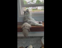 Cat sits on hind legs on window sill