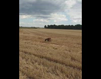Dog brown long jump dried grass field