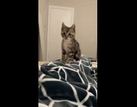 Kitten startled by hoomans sneeze 