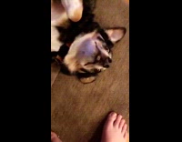 Zoom in slowmo dog lay on floor face