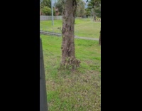 Pile of bugs on metal pole park