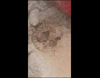 Two lizards fight bite each other outside 