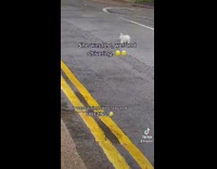 Collab BitchMP - Guy rescues and takes care of white bunny rabbit 