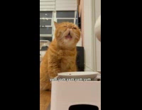 Lady Hand Feeds Pet Cat on Floor