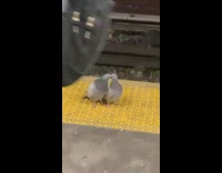 Two pigeon birds at subway train platform kissing each other 
