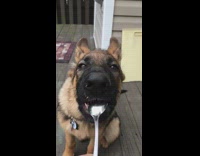 Collab Pets For All - German Shepherd Licks Eats Peanut Butter Off Spoon